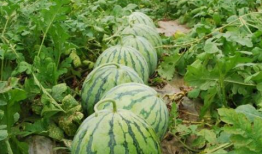 网红爆料吃瓜平台有哪些,盘点热门吃瓜平台大盘点